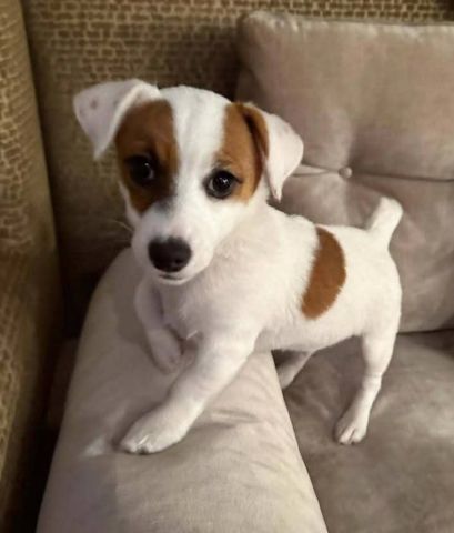 Jack Russell puppy for sell 