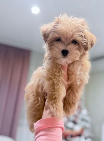 Friendly Maltipo puppy 