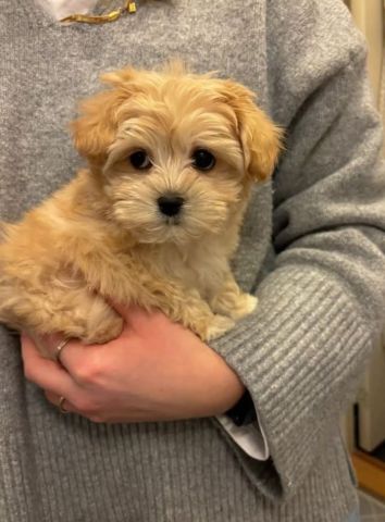 My little joy maltipo qant a good home 