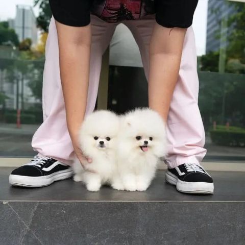Lovely Pomeranian Puppies For Adoption