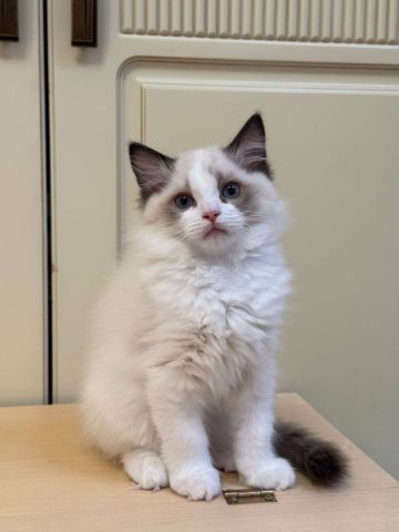 Adorable Ragdoll Kittens For Adoption