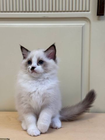 Adorable Ragdoll Kittens For Adoption 2