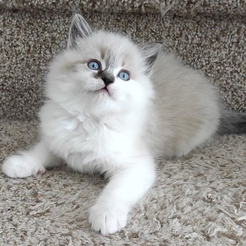 Vaccinated Ragdolls Available