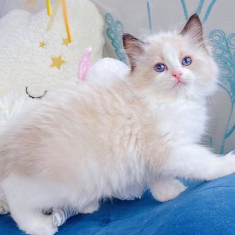 Vaccinated Ragdolls Available 2