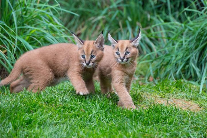 Carachal Kittens Available