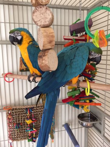 Tamed Blue And Gold Macaw Parrots