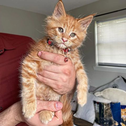 Mainecoon Kittens For Adoption