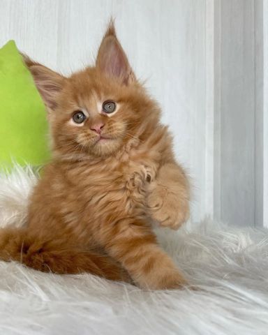 Mainecoon Kittens For Adoption 2