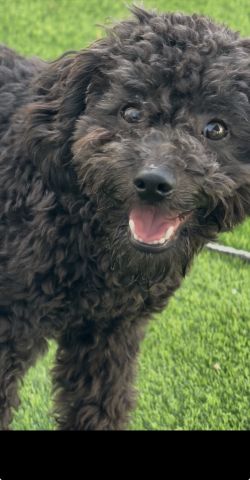 Poodle male ذكر بودل