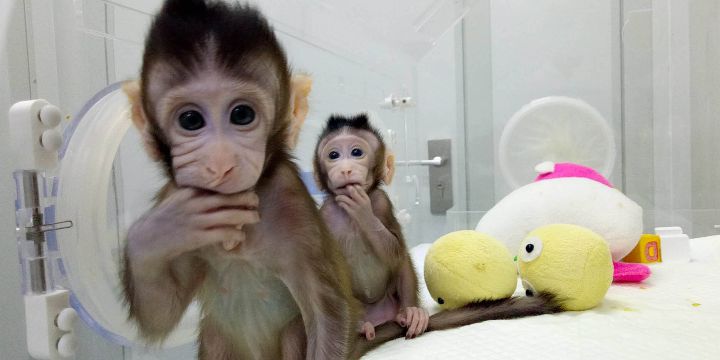 Cute Little Female Capuchin