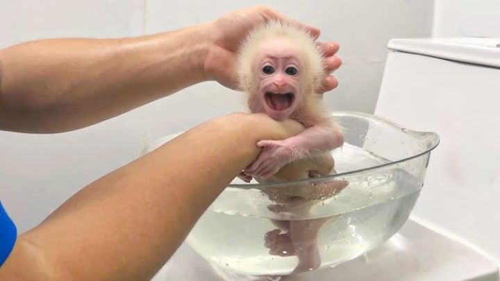 Adorable Capuchin Monkey