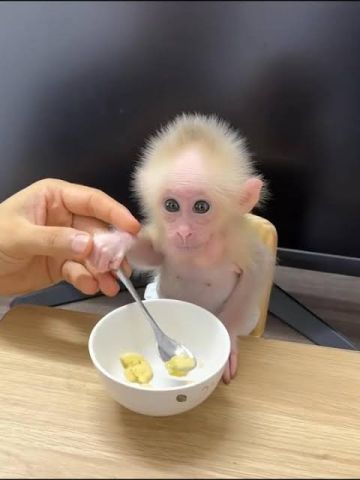 Marvelous Capuchin Monkeys for Sale