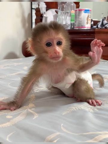 Capuchin Monkeys Available