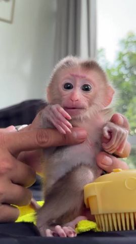 3 months Old Cappuchin Monkey for Sale
