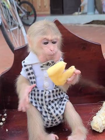 Wonderful Lovely Capuchin monkey f