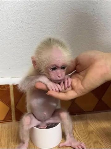3 months old monkey