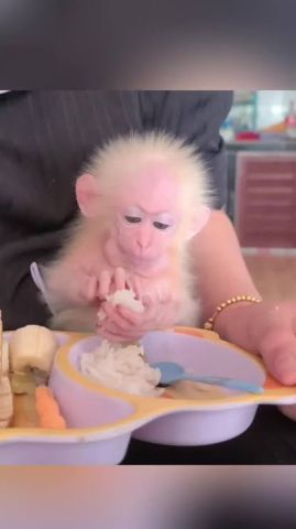 Tamed Capuchin Monkeys