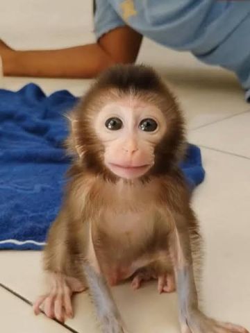 Amazing Capuchin Monkey