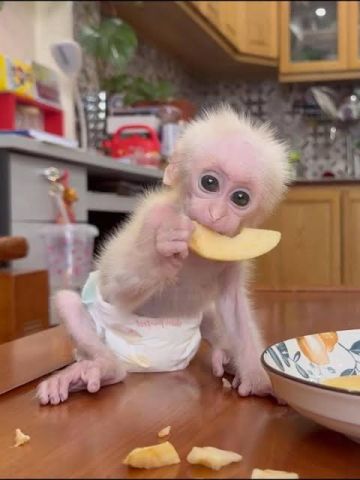 Monkey Available