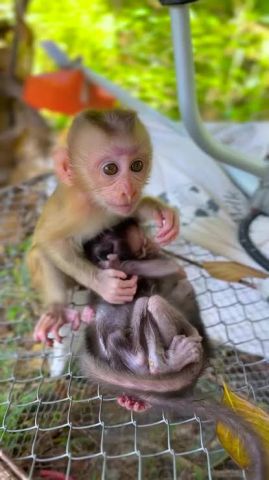 FRIENDLY MONKEYS