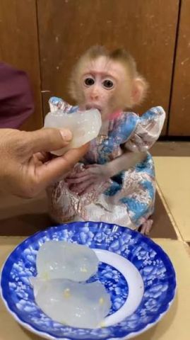 Well Trained Capuchin Monkeys