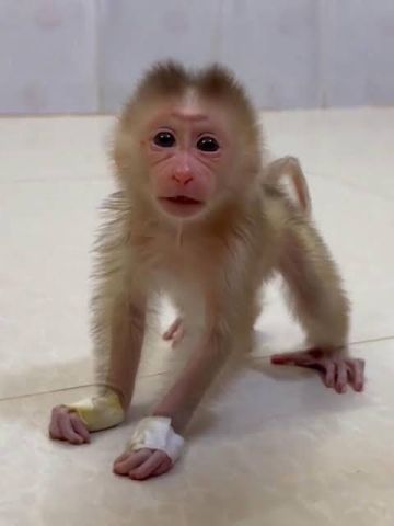 Female Capuchin monkeys available