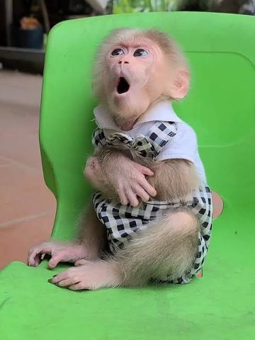 Capuchin Monkey Available