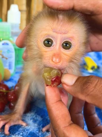 Gorgeous Female Capuchin Monkey