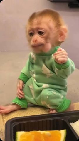 Capuchin Monkeys