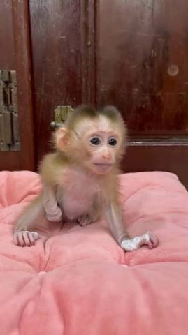 Marvelous Capuchin Monkeys for Sale