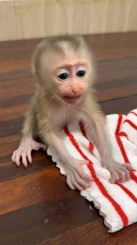 Capuchin Monkeys Available