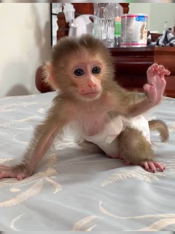 Emotional Filled Capuchin Monkeys Available