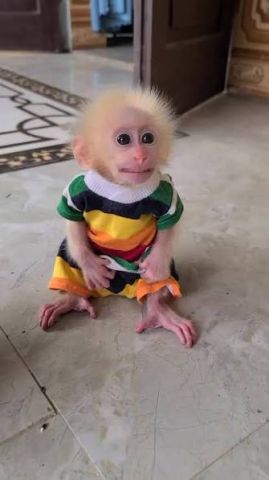 Male and Female Capuchin Monkeys Available
