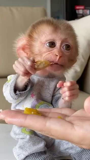 Gorgeous Capuchin Monkey for Sale