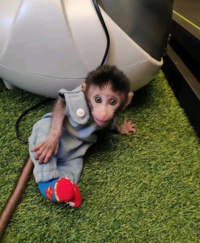 Macaque monkey for a new home 