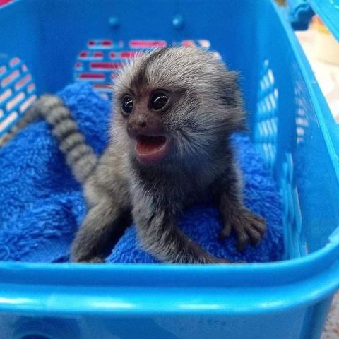Marmoset monkey  available to go
