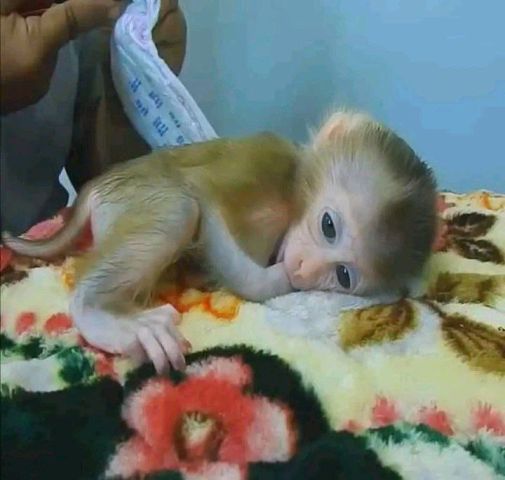 Adorable baby monkey 