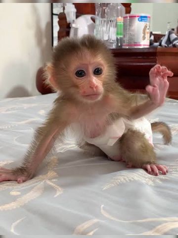 Energetic monkey for a friend home 