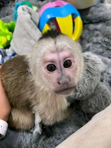 Come and take your joy monkey 