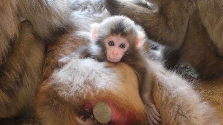 Monkeys are so friendly 