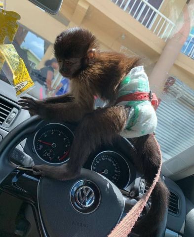 Capunchino monkey out for a walk