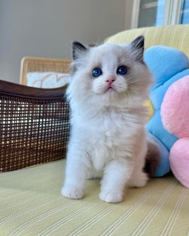 Healthy Ragdoll Kittens Available Now