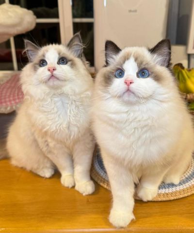 Healthy Ragdoll Kittens Available Now 2