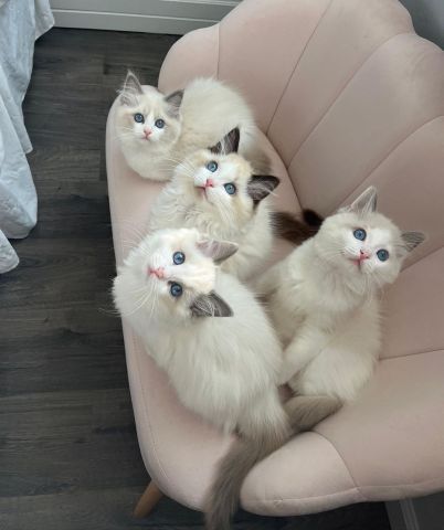 Healthy Ragdoll Kittens Available Now 3