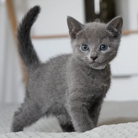 Cute Purebred Russian Blue Kittens