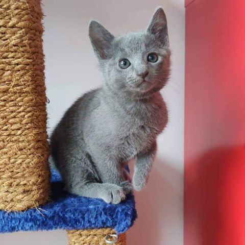 Cute Purebred Russian Blue Kittens 2