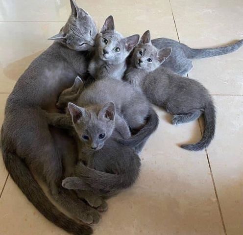 Cute Purebred Russian Blue Kittens 3