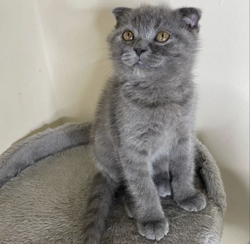 British Shorthair Kittens