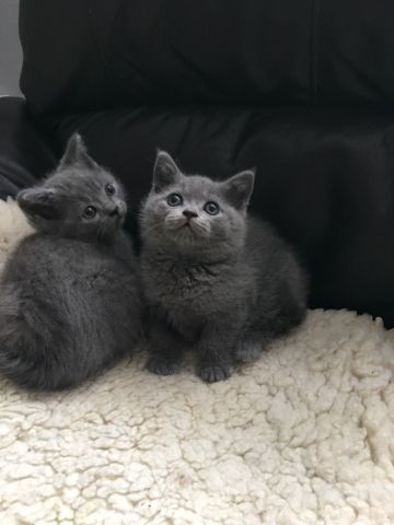 British Shorthair Kittens 2