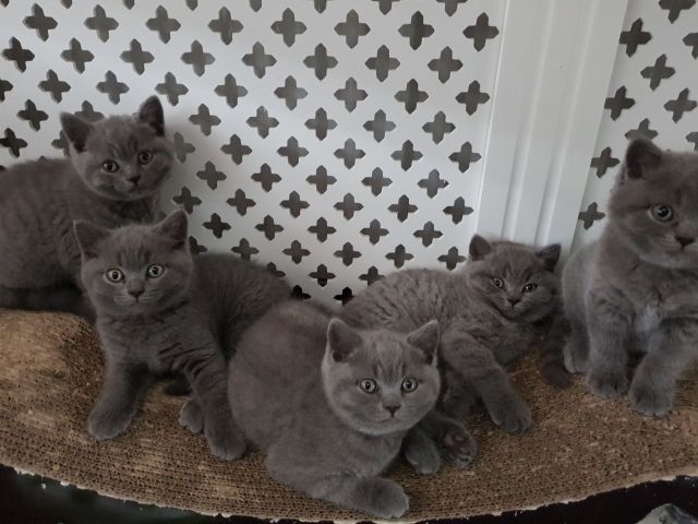 British Shorthair Kittens 3